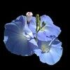 morningglory9